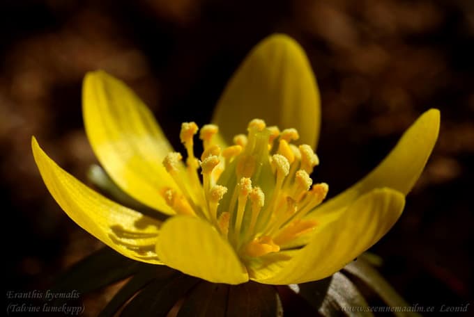 Eranthis hyemalis, Talvine lumekupp